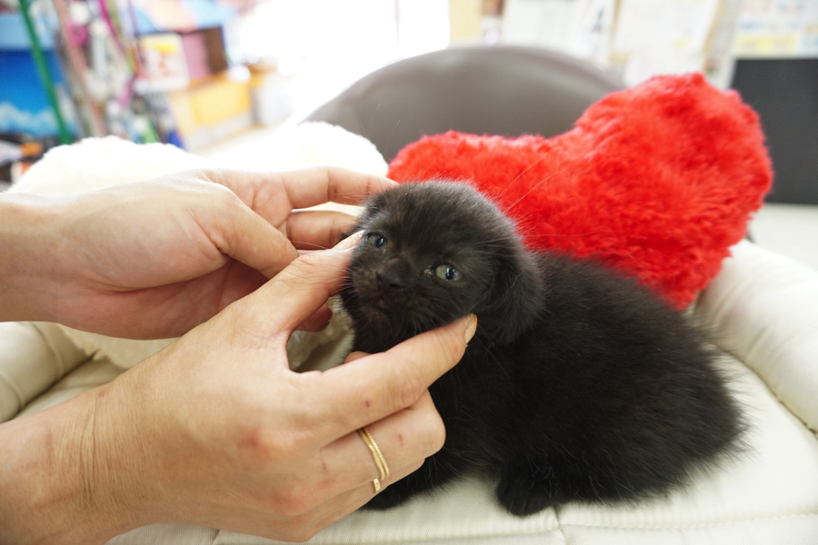 マンチカン 黒猫 - マルワン大倉山店