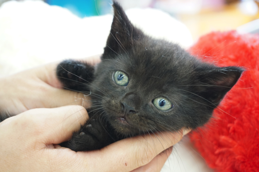 マンチカン 黒猫 - マルワン大倉山店