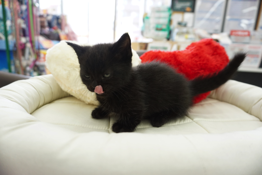 マンチカン 黒猫 - マルワン大倉山店