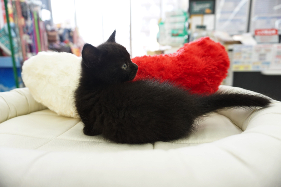 マンチカン 黒猫 - マルワン大倉山店