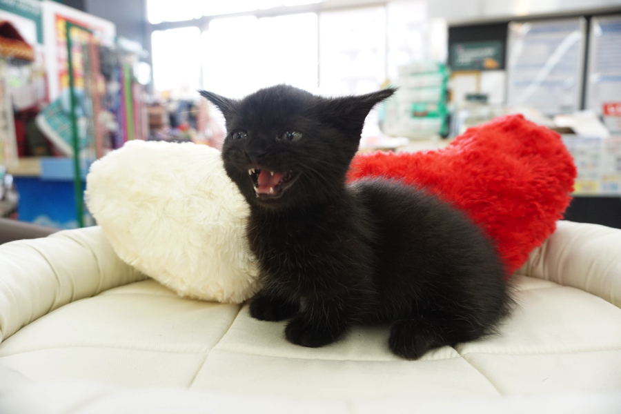 マンチカン 黒猫 - マルワン大倉山店