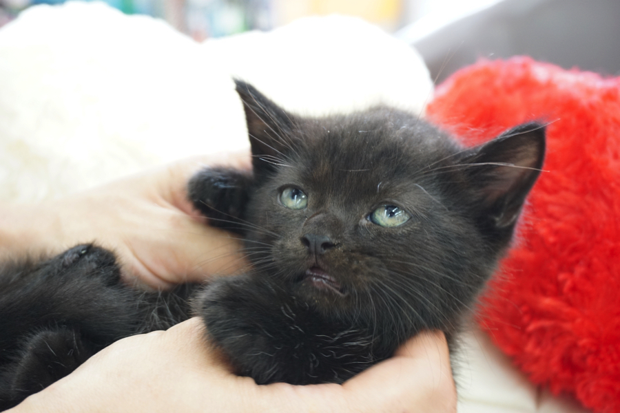マンチカン 黒猫 - マルワン大倉山店