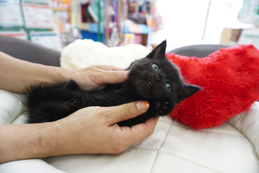 マンチカン 黒猫 - マルワン大倉山店