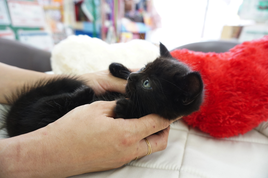 マンチカン 黒猫 - マルワン大倉山店