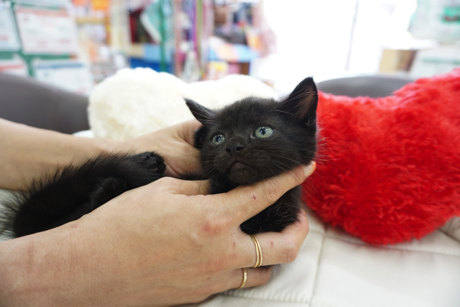 マンチカン 黒猫 - マルワン大倉山店