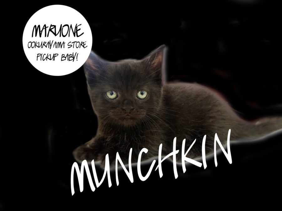 【マンチカン】漆黒のゆるキャラ降臨！驚異のハイパー短足に大注目！：大倉山店PICK UPベイビー！No.6130602