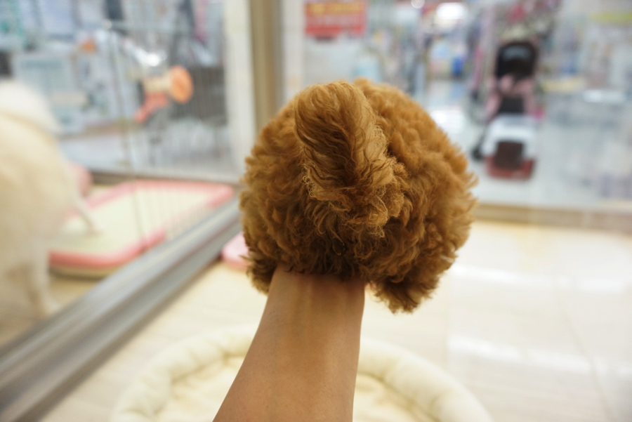 もっこもこのお尻＝もこけつ | トイ・プードル - マルワン大倉山店