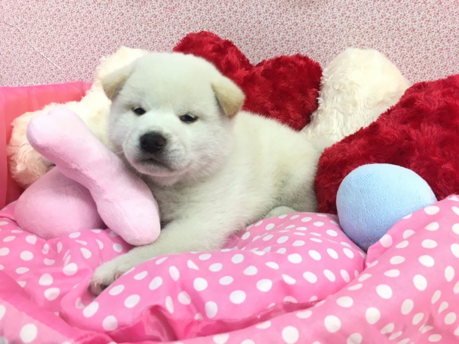 お店に来た時のむっちむちな柴くん! | 白柴君の成長アルバム - マルワン大倉山店
