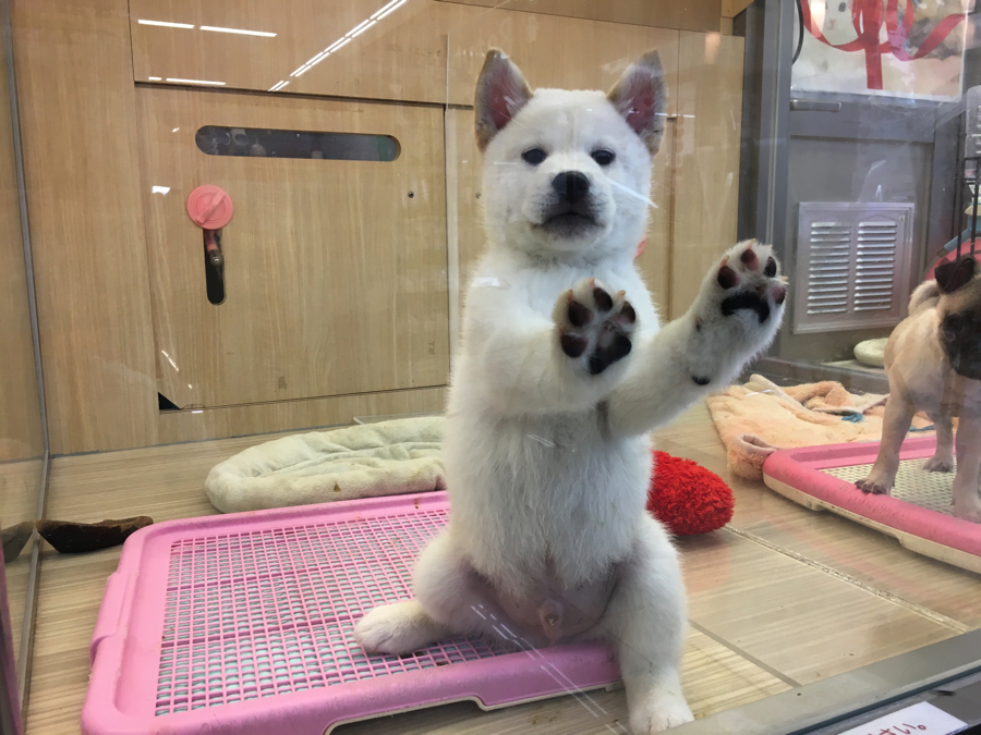 「どすこーい!!」 | 白柴君の成長アルバム - マルワン大倉山店