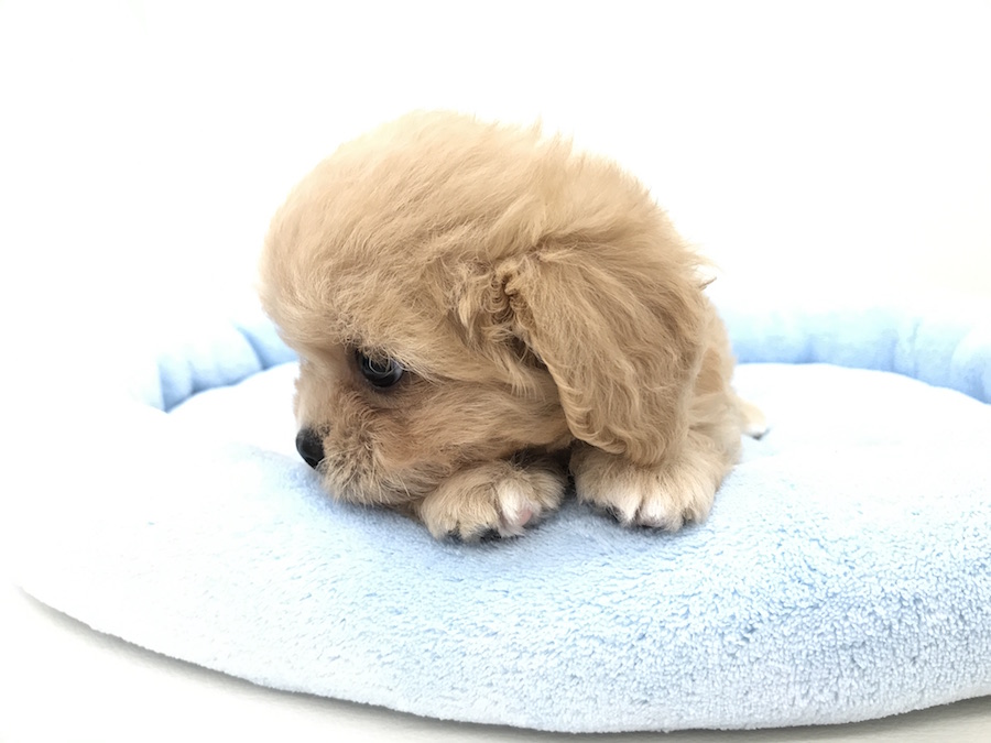 MIX犬（ペキニーズ×トイプードル） - マルワン本羽田店