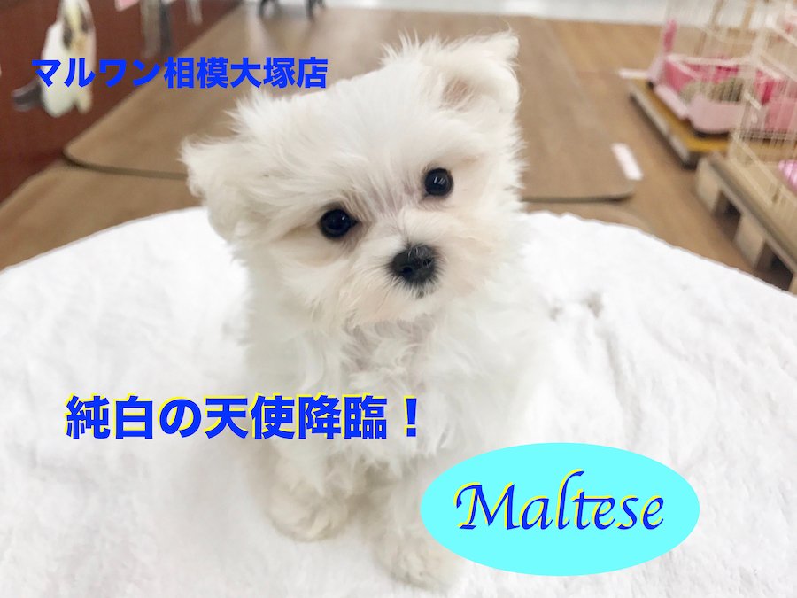【マルチーズ】純白の天使の登場！可愛さ満点！賢さ満点！の超癒やしワンコ！：相模大塚店オススメベイビーNo.814399