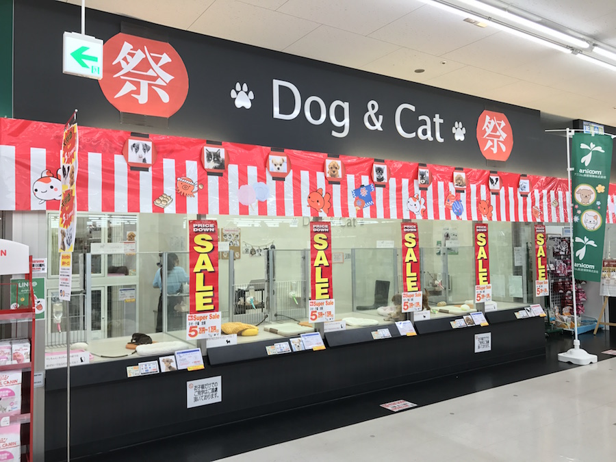 MIX犬（ペキニーズ×トイプードル） - マルワン本羽田店