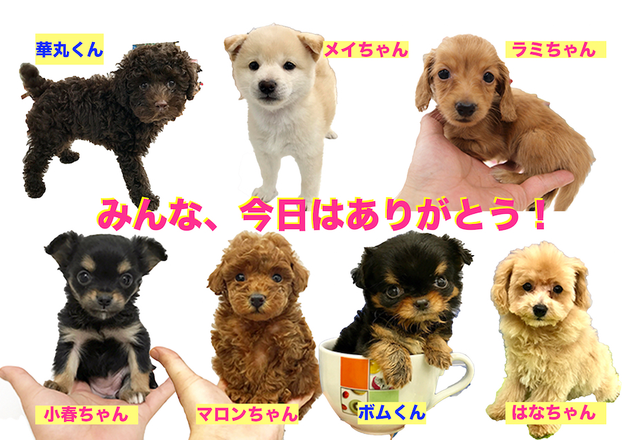 みんながお店に居た時のお写真 - マルワン相模大塚店 | 【しつけ教室】マルワン×アニコム合同イベント！