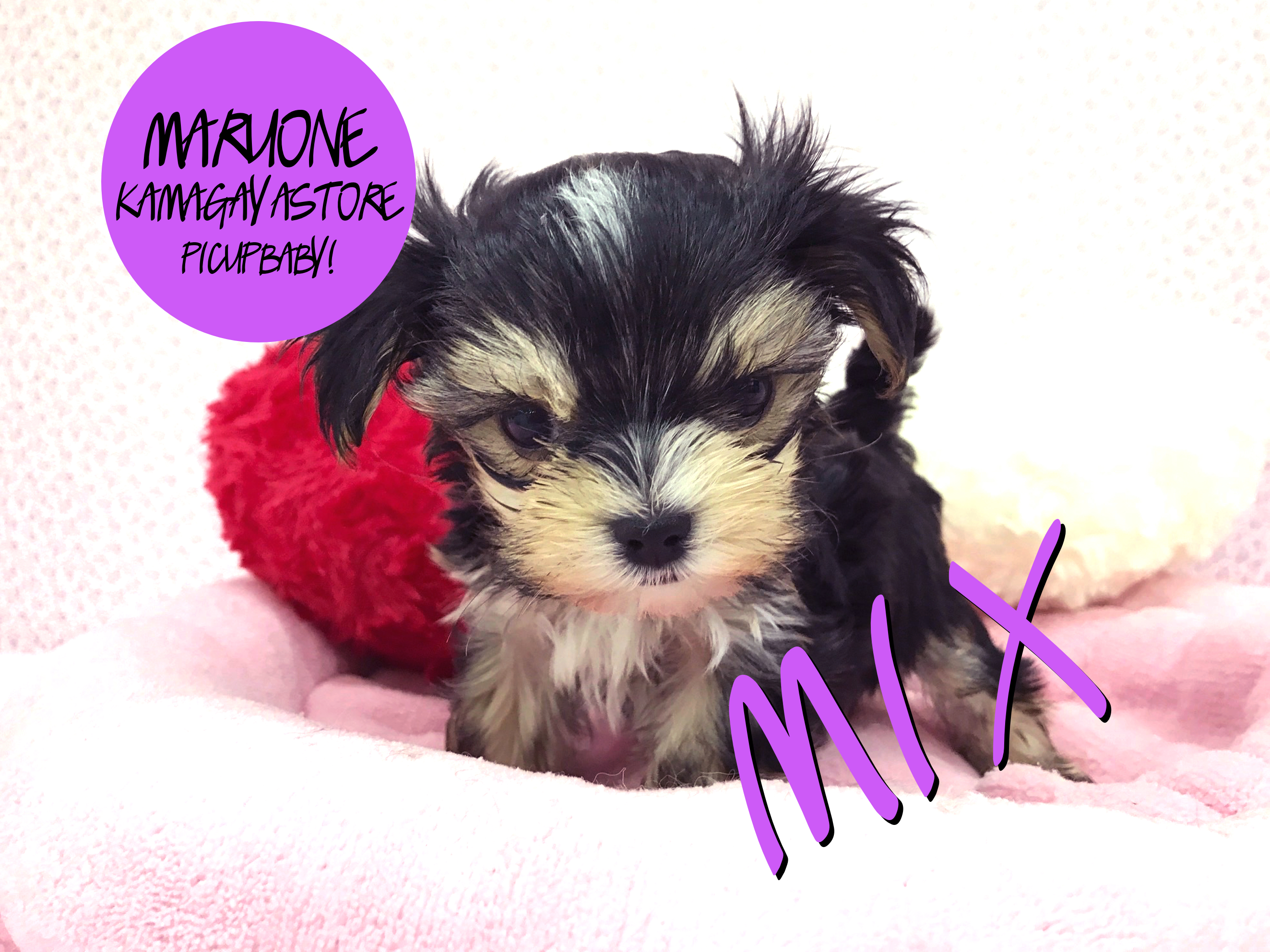 【マルキー(MIX)】究極のオンリーワン降臨!千葉県ナンバーワンのルックスと自信を持ってオススメ!:鎌ヶ谷店 ピックアップベイビー No.117106