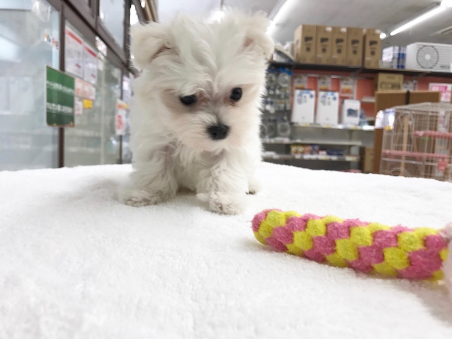 おもちゃで遊ぼう | マルチーズ - マルワン相模大塚店