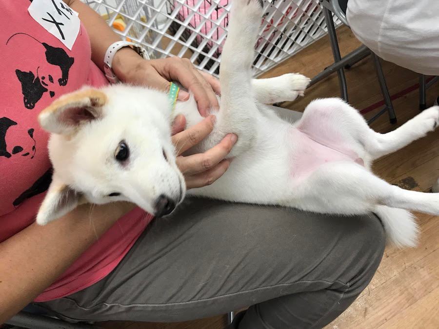 メイちゃんもちゃ～んと抱っこされるようになりましたね♪ - マルワン相模大塚店 | 【しつけ教室】マルワン×アニコム合同イベント！