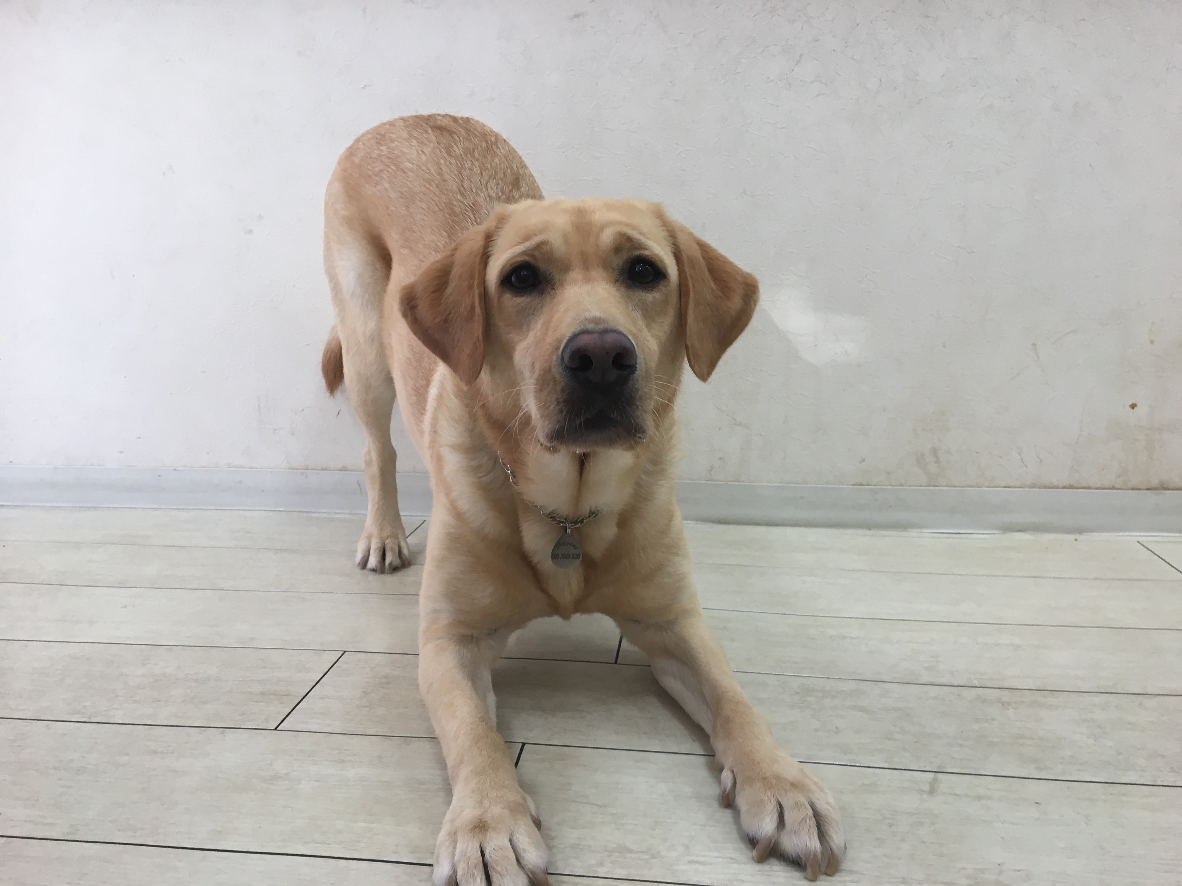 今現在、木曜日に来ている子達 | 【犬の保育園】白楽店犬の保育園の木曜メンバーをご紹介！