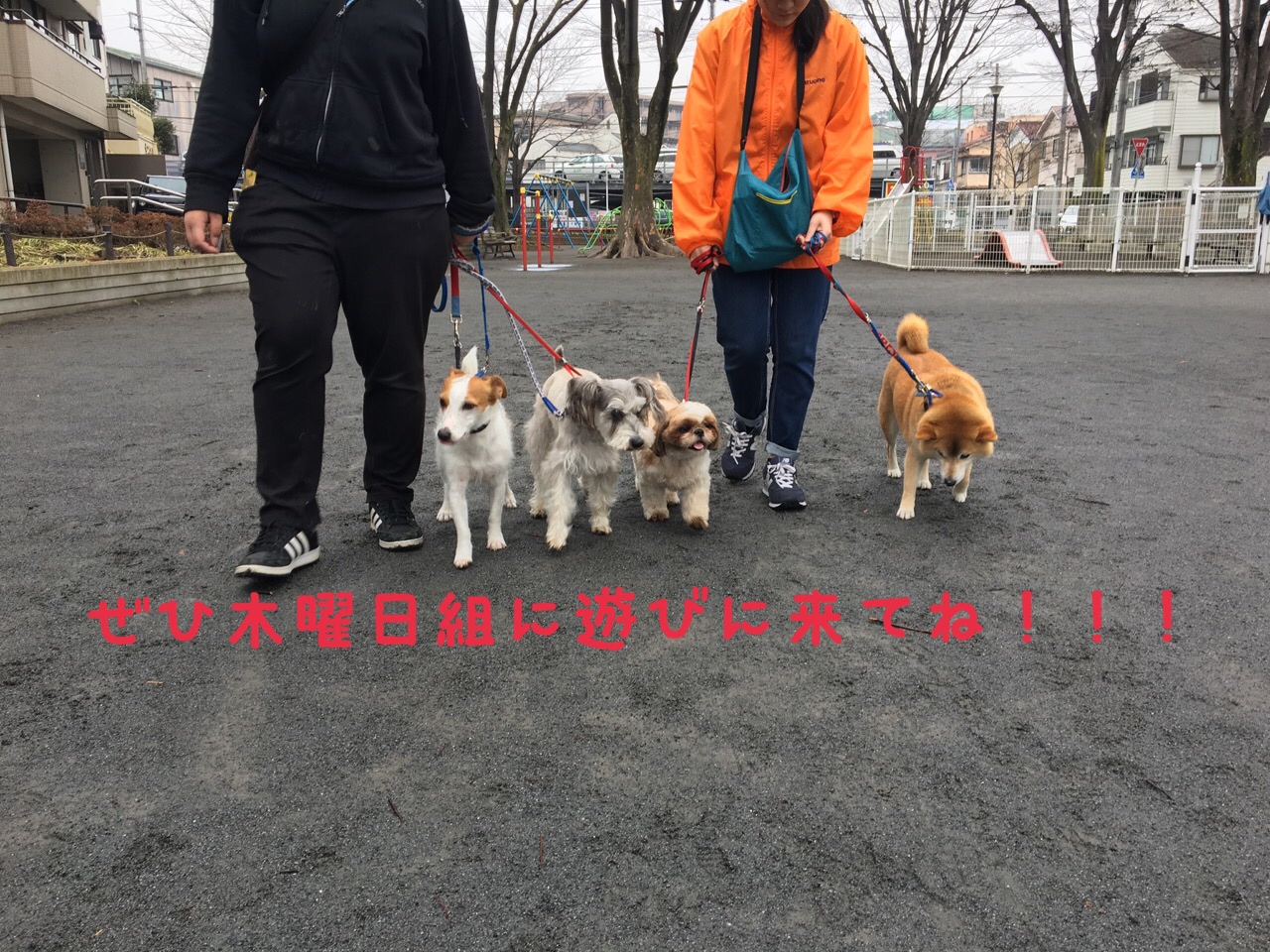 是非一度、白楽店にご連絡くださいませ♪ | 【犬の保育園】白楽店犬の保育園の木曜メンバーをご紹介！