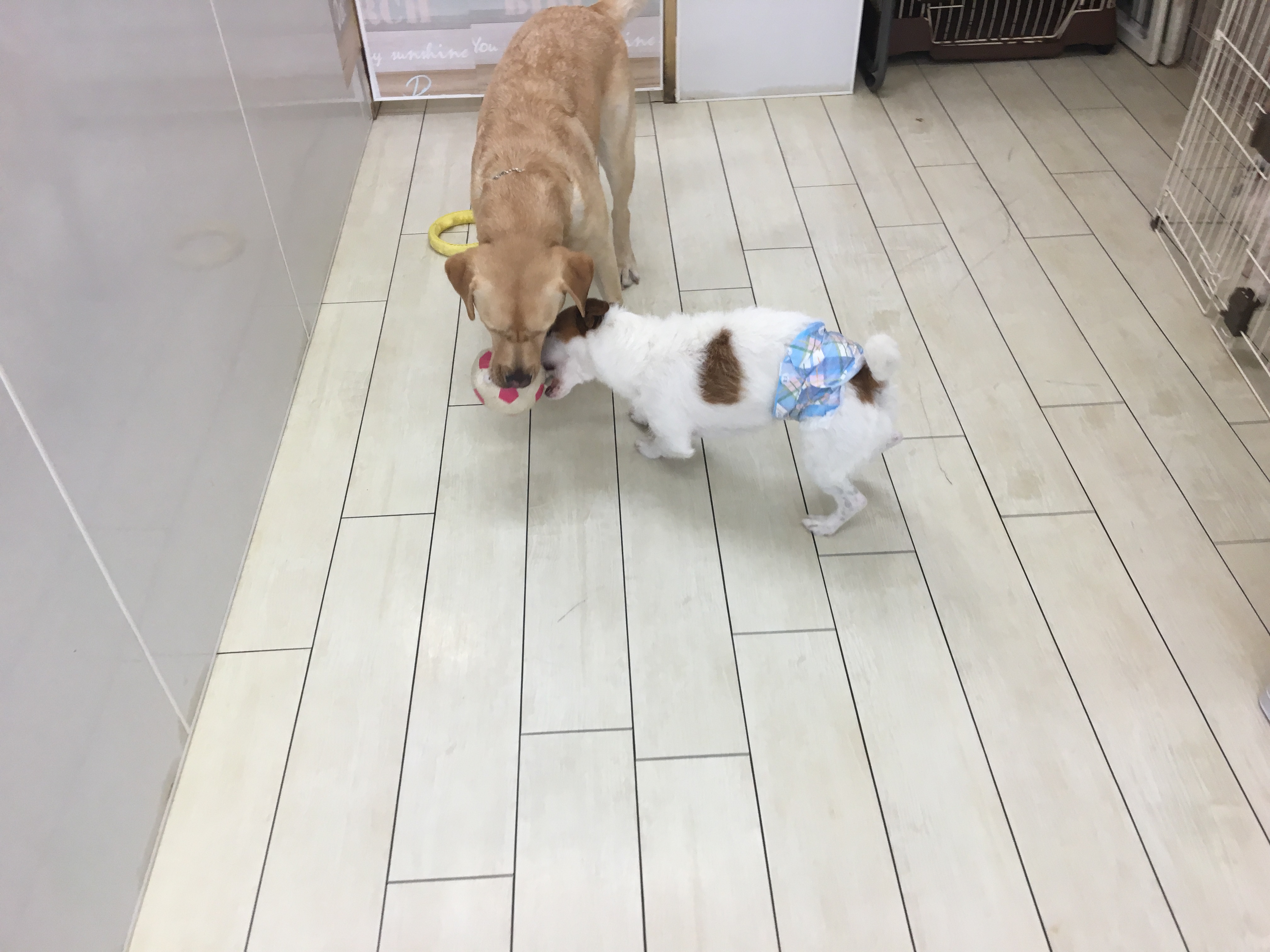 ルークくんはとても元気いっぱい | 【犬の保育園】白楽店犬の保育園の木曜メンバーをご紹介！