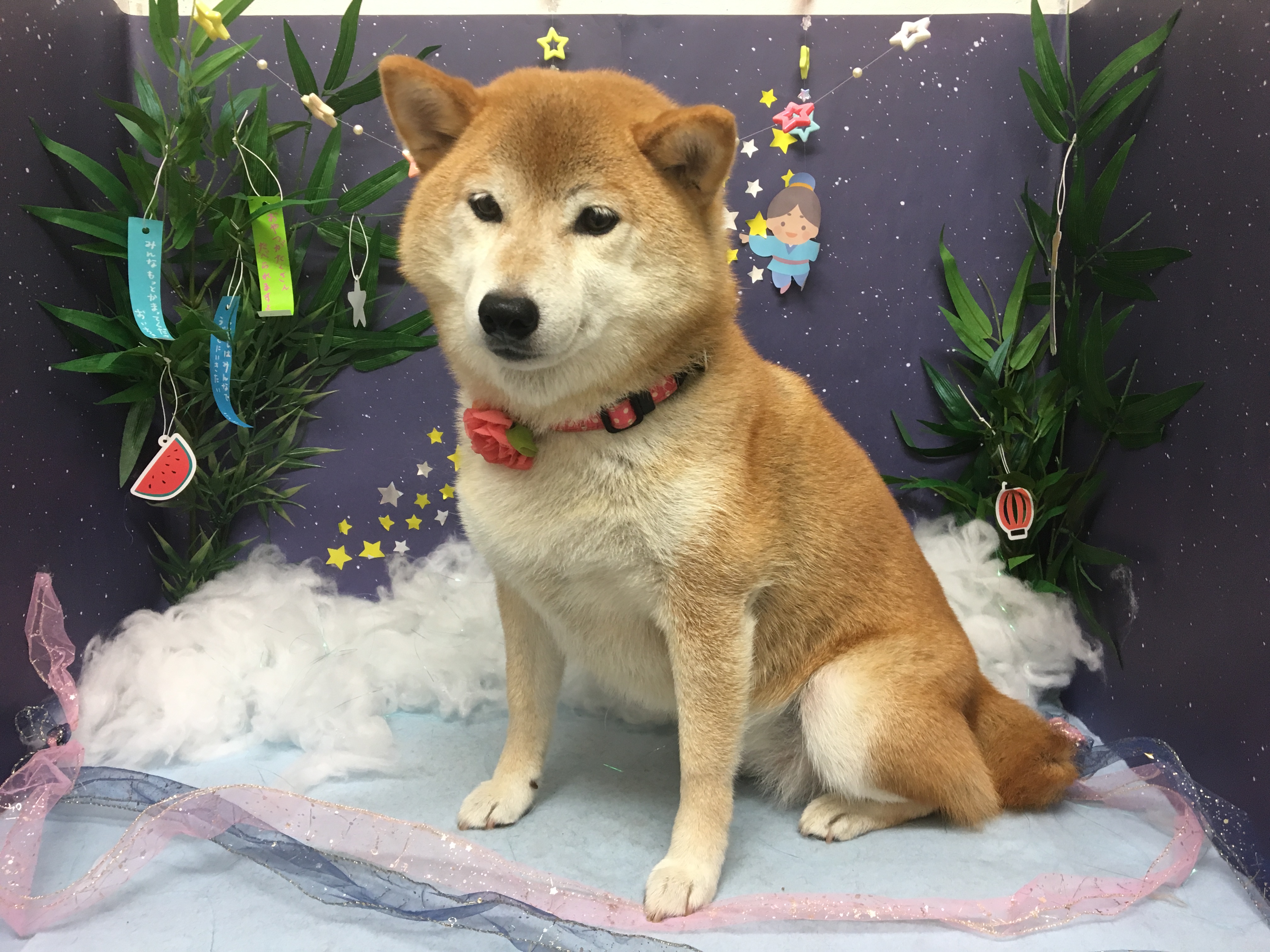 柴犬のさくらちゃん | 【犬の保育園】白楽店犬の保育園の木曜メンバーをご紹介！