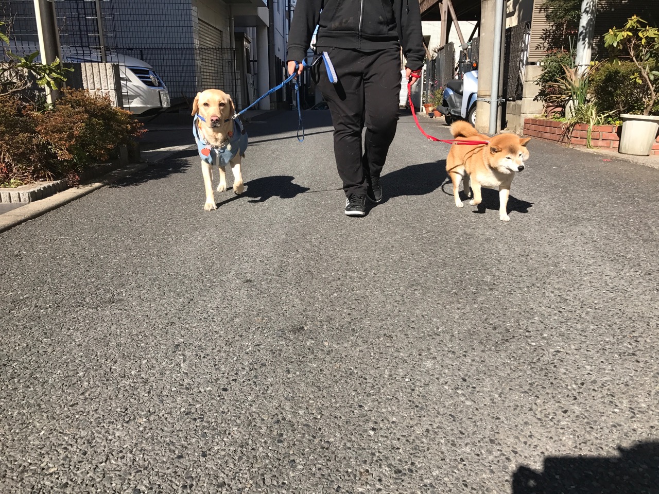 さくらちゃんは、とっても頭の回転が早いの！ | 【犬の保育園】白楽店犬の保育園の木曜メンバーをご紹介！