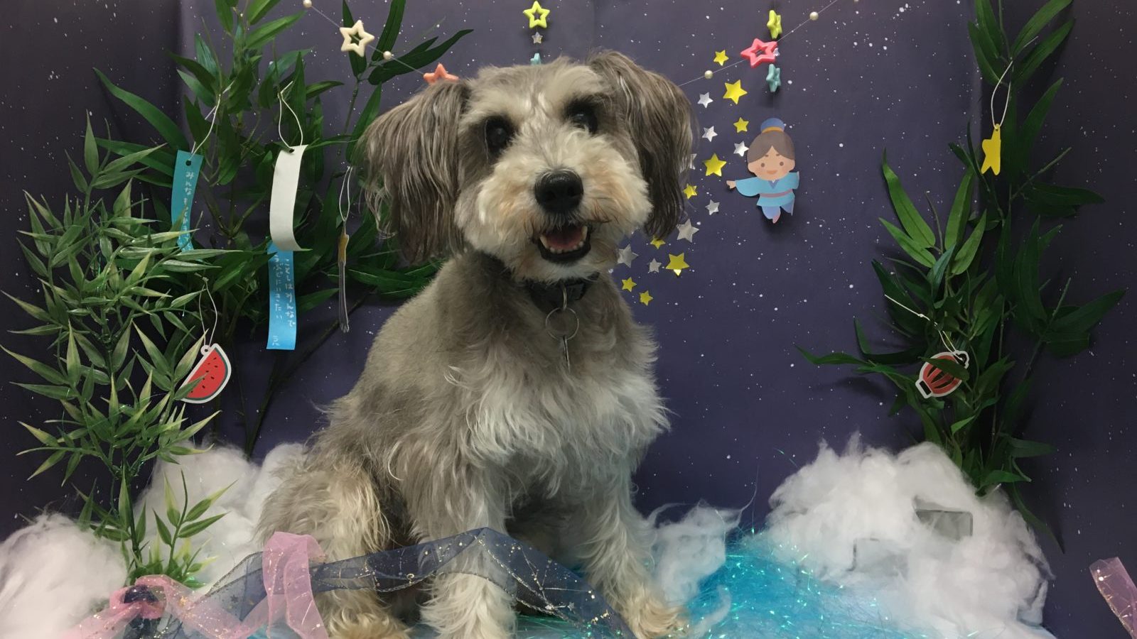 ミニチュアシュナウザーのテリオくん | 【犬の保育園】白楽店犬の保育園の木曜メンバーをご紹介！