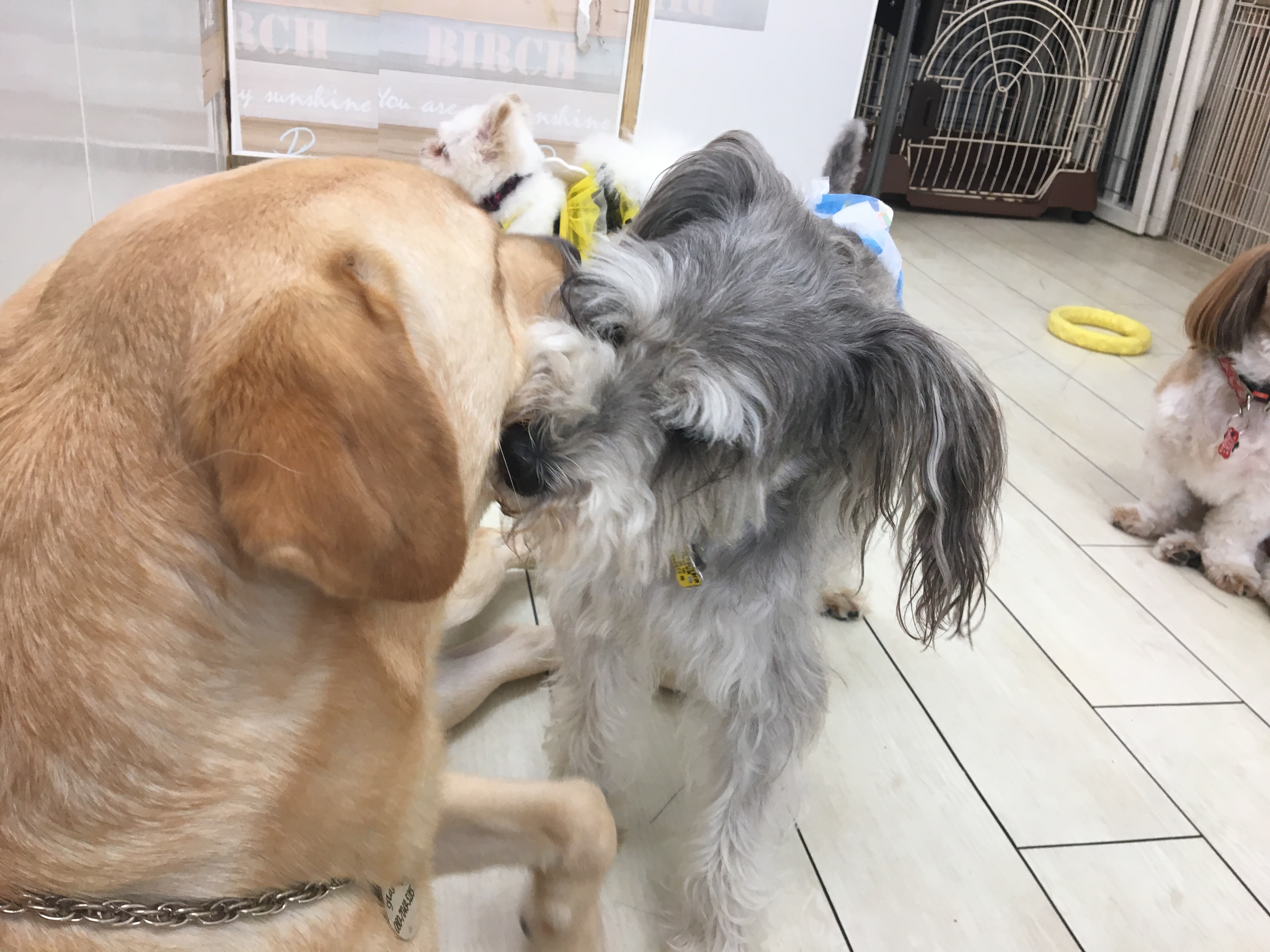 テリオくんは、運動神経もいいの！ | 【犬の保育園】白楽店犬の保育園の木曜メンバーをご紹介！