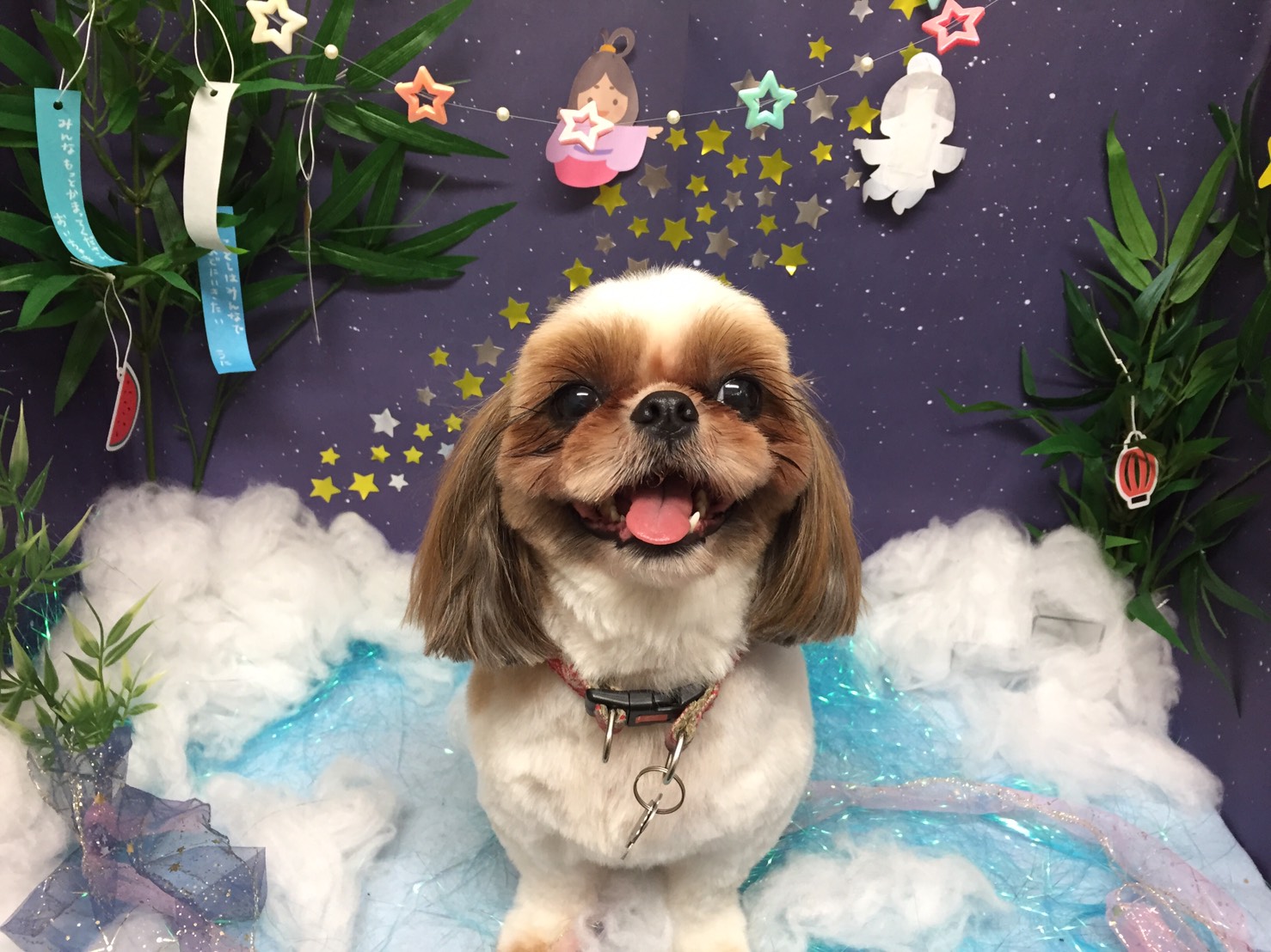 シーズーのココちゃん！ | 【犬の保育園】白楽店犬の保育園の木曜メンバーをご紹介！