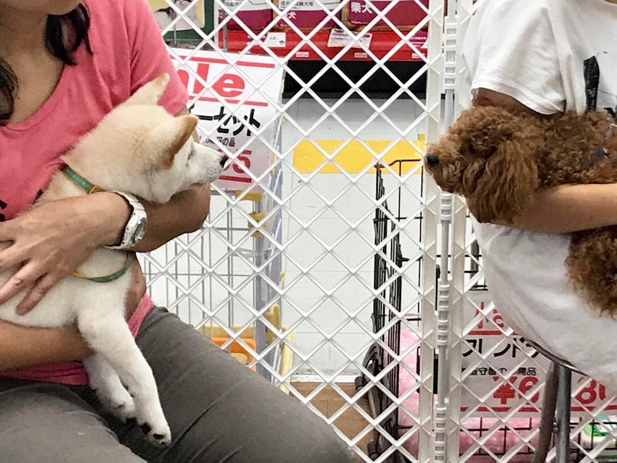 わんちゃん同士の井戸端会議 - マルワン相模大塚店 | 【しつけ教室】マルワン×アニコム合同イベント！