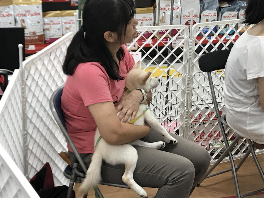 正しい抱っこ＆ゴロン - マルワン相模大塚店 | 【しつけ教室】マルワン×アニコム合同イベント！