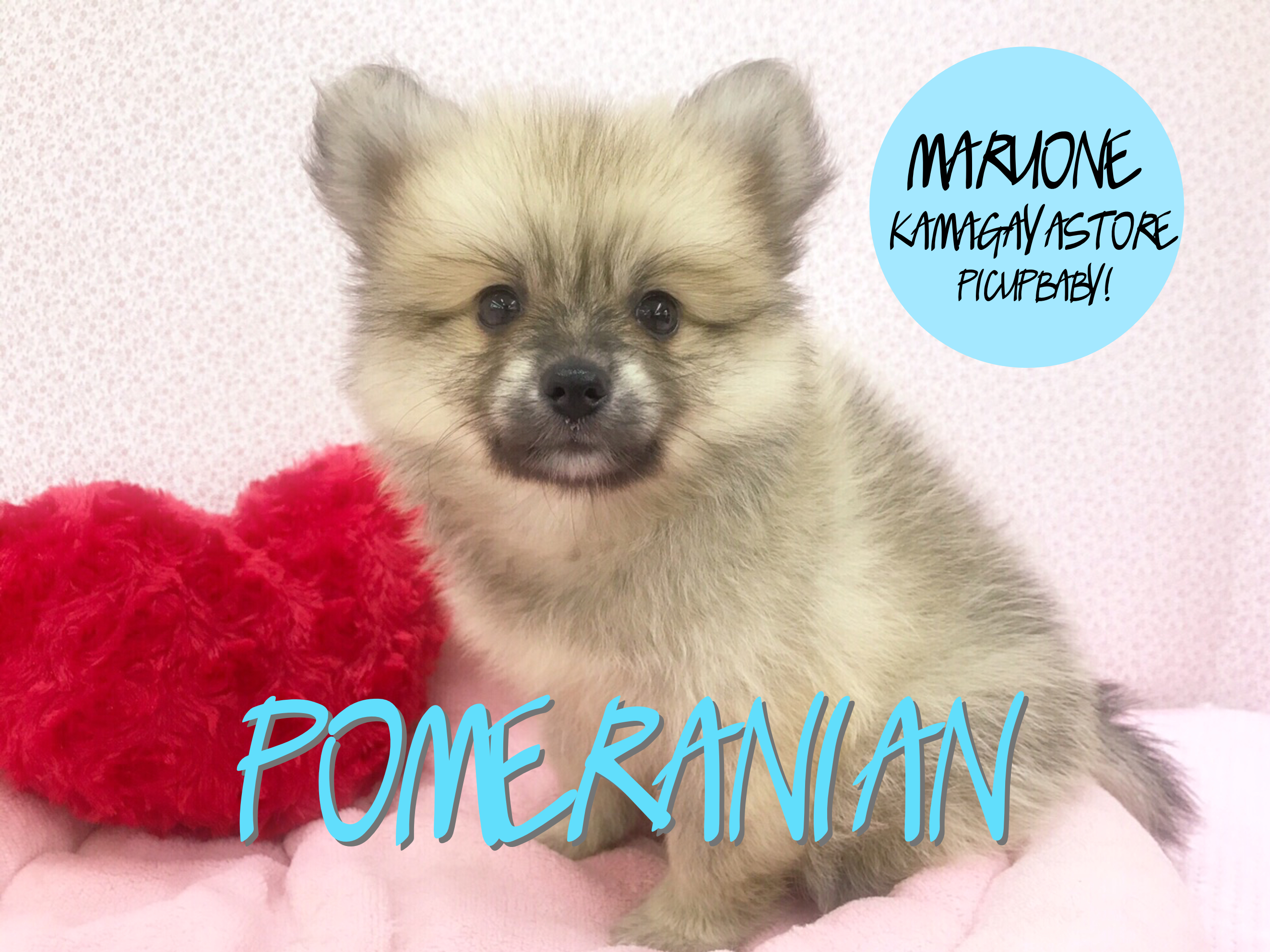 【ポメラニアン】ズングリムックリ・タヌキケイ☆☆☆:鎌ヶ谷店PICK UPベイビーNo117107