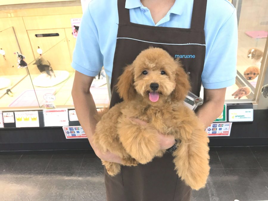 つぶらな瞳がとってもキュート！！ | トイ・プードル - マルワン志村坂下店