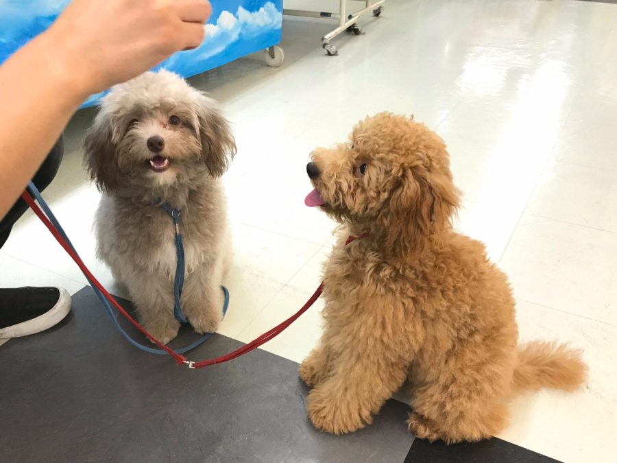 犬馴れのトレーニングもしているので、多頭飼いにもピッタリ | トイ・プードル - マルワン志村坂下店