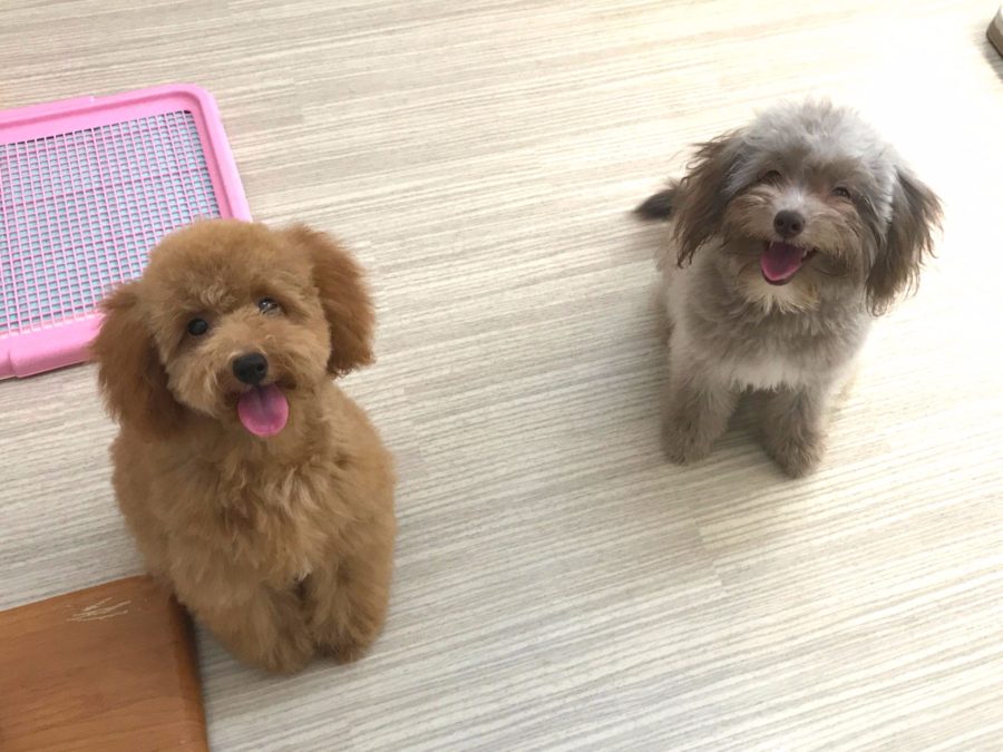 人見知りなし！ 犬見知りなし！！ | トイ・プードル - マルワン志村坂下店