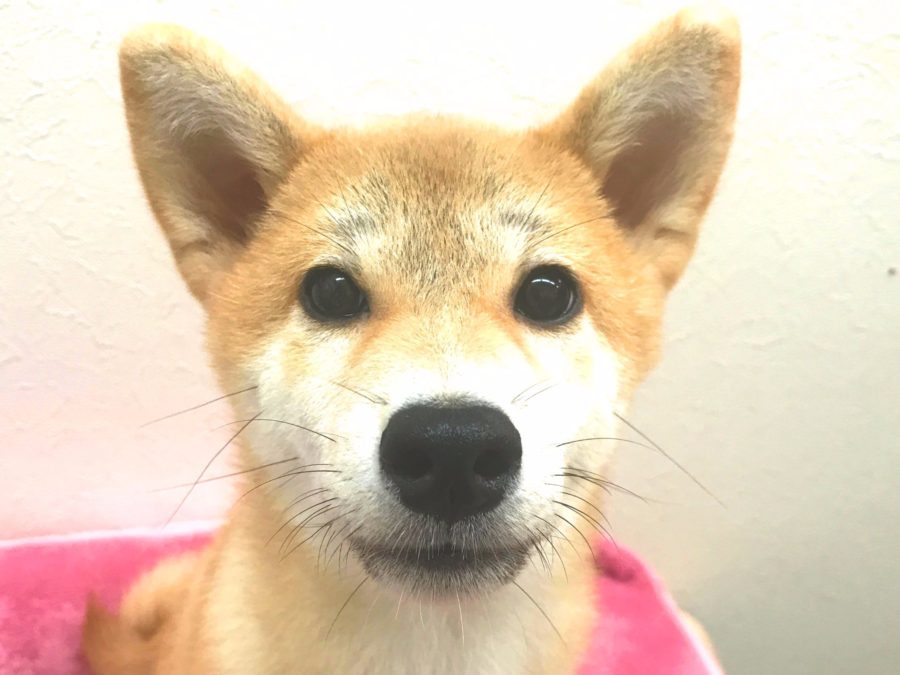 柴犬 - マルワン志村坂下店