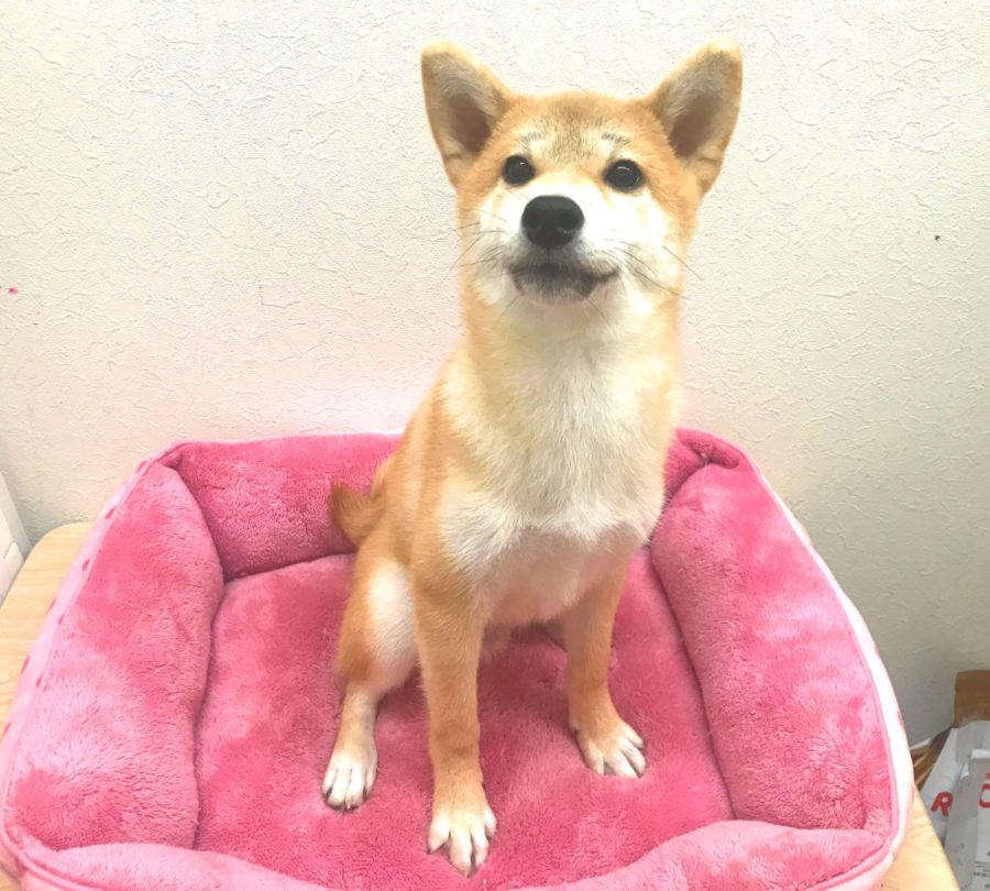 柴犬 - マルワン志村坂下店