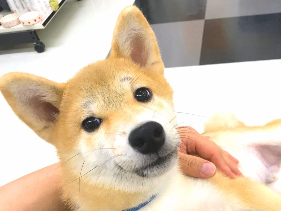 柴犬 - マルワン志村坂下店