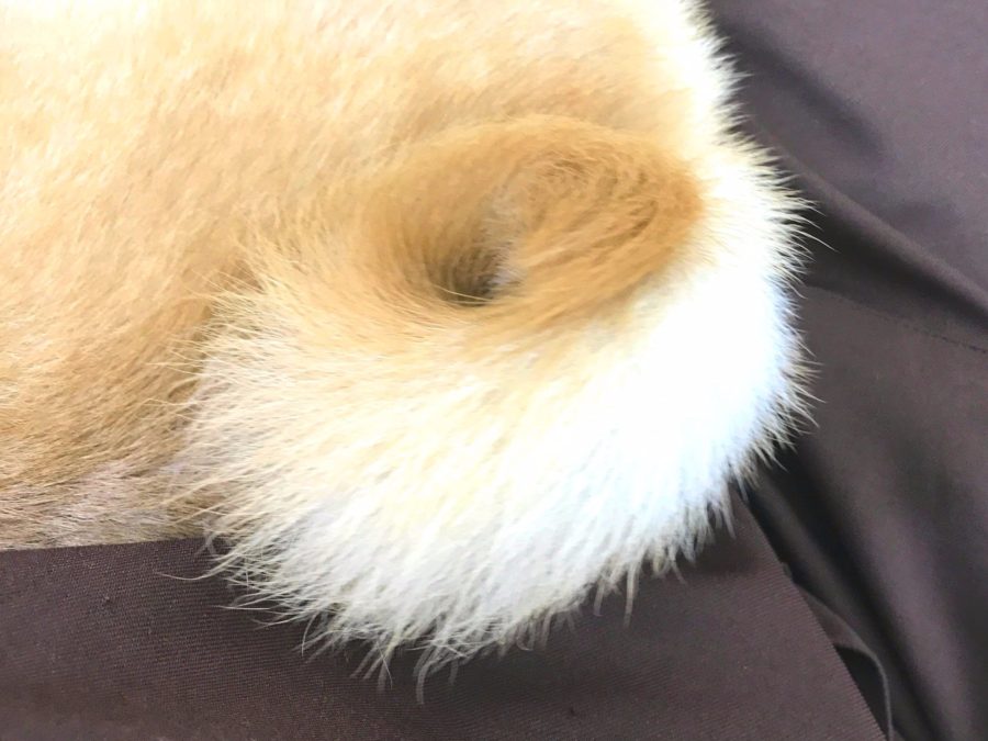 柴犬 - マルワン志村坂下店