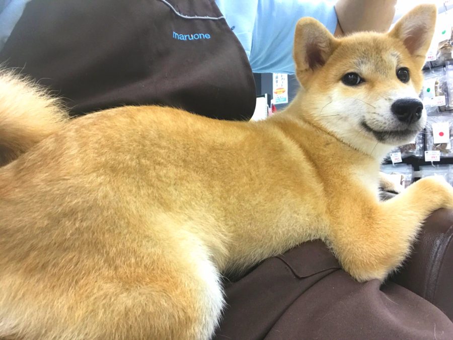 柴犬 - マルワン志村坂下店