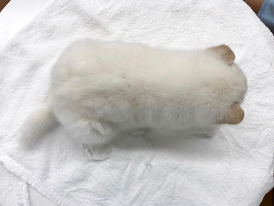 柴犬 白柴 - マルワン相模大塚店