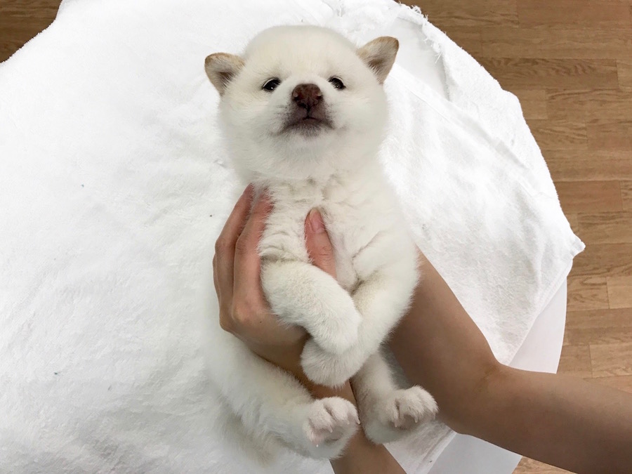 柴犬 白柴 - マルワン相模大塚店