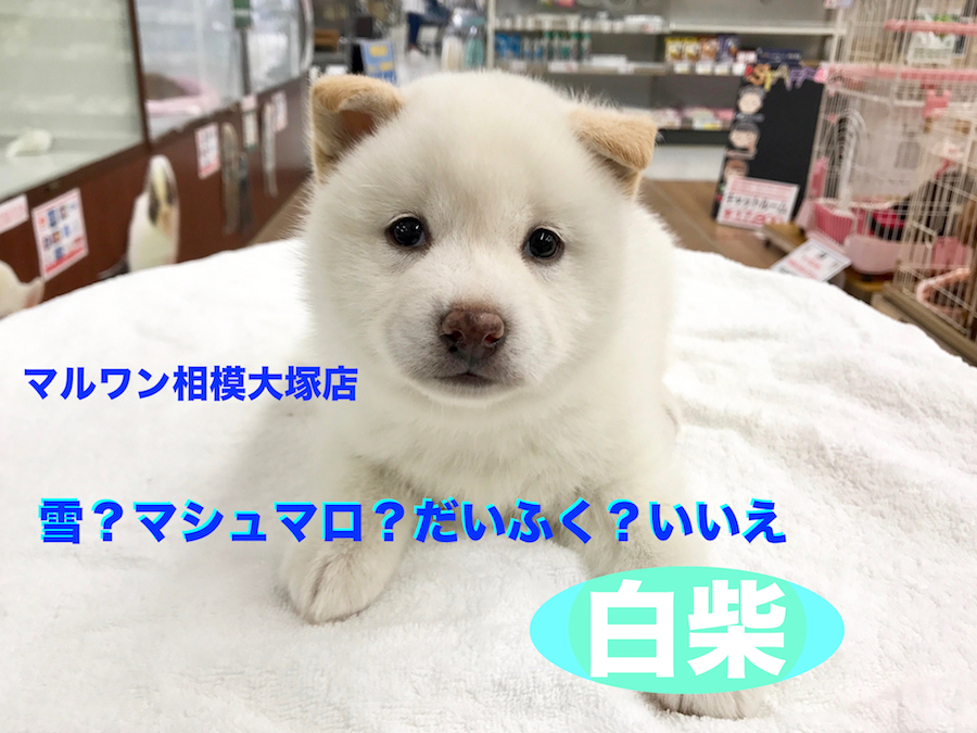 【柴犬】雪？マシュマロ？だいふく？いいえ、白柴です。：相模大塚店Pick UpベイビーNo.814395