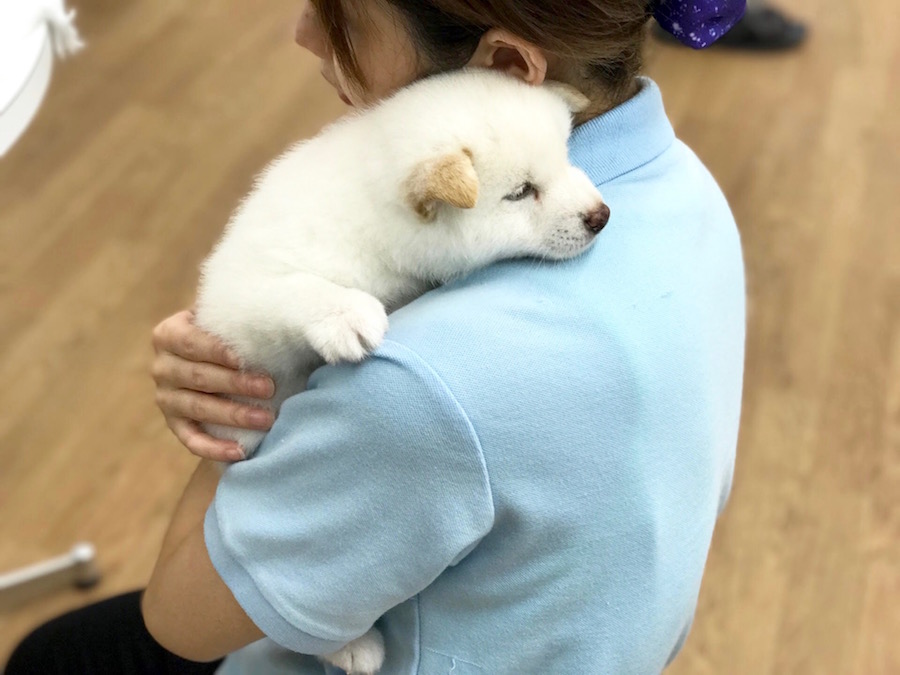 柴犬 白柴 - マルワン相模大塚店