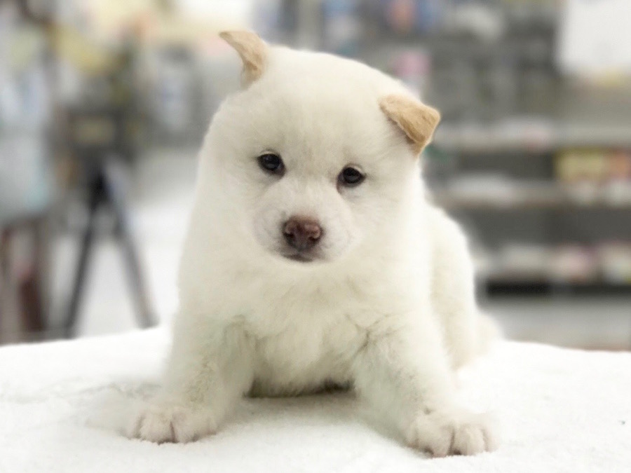 柴犬 白柴 - マルワン相模大塚店