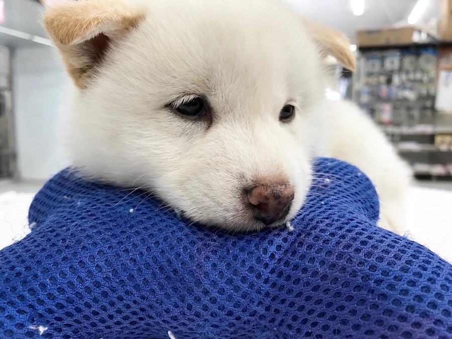 柴犬 白柴 - マルワン相模大塚店