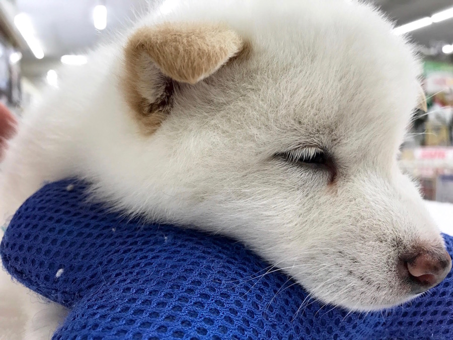 柴犬 白柴 - マルワン相模大塚店