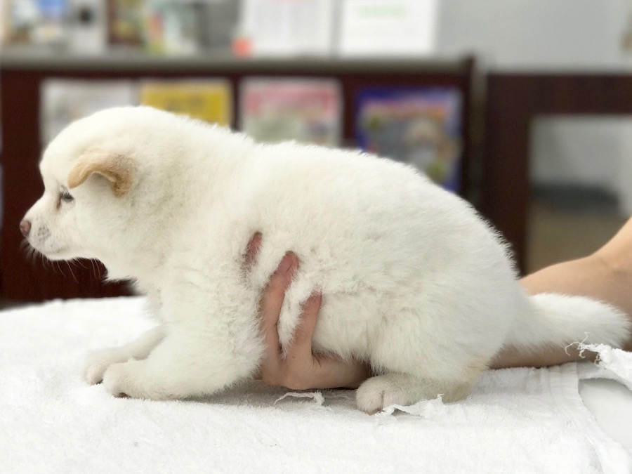 柴犬 白柴 - マルワン相模大塚店