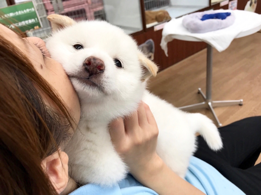 柴犬 白柴 - マルワン相模大塚店