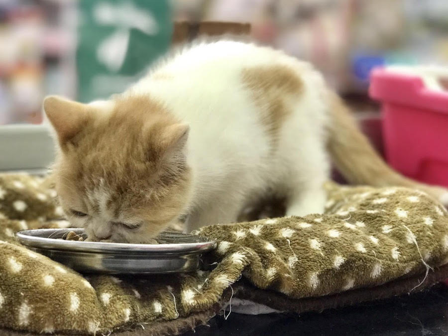 エキゾチック - マルワン相模大塚店