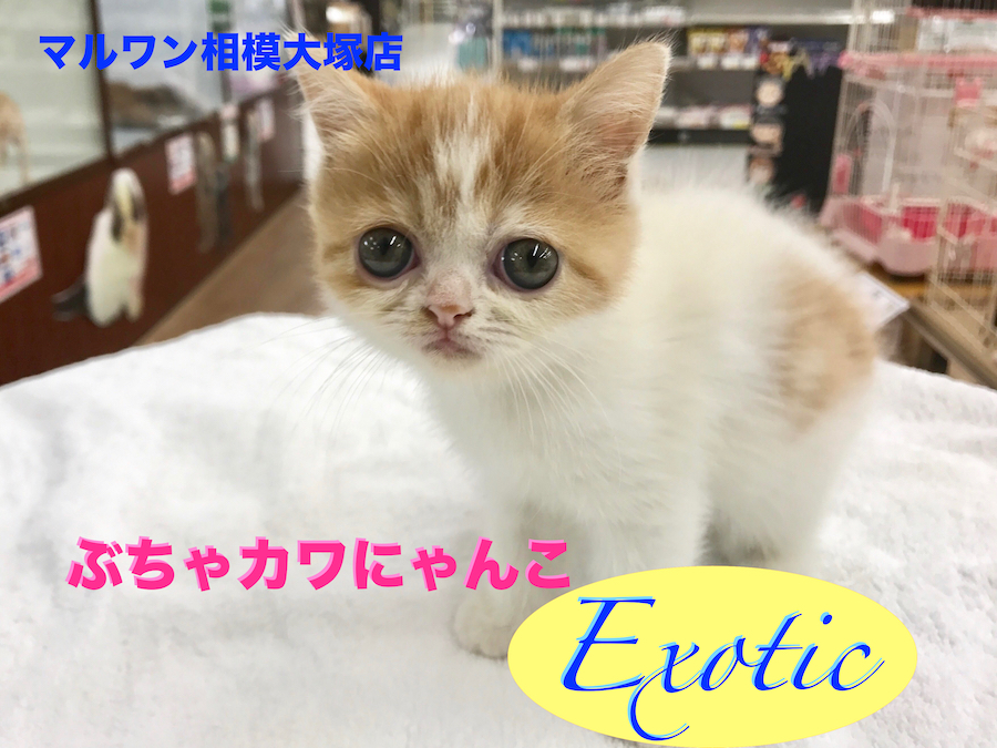 【エキゾチック】様々なメディアにひっぱりだこ！話題のぶちゃカワにゃんこがやってきた！：相模大塚店Pick UpベイビーNo.814394